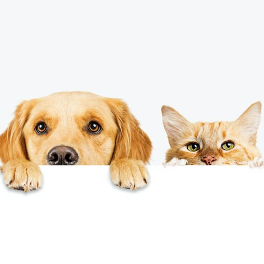 Pets